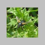Zophomyia temula - Raupenfliege 02.jpg